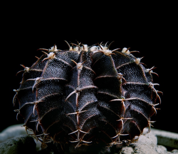 Black color gymnocalycium mihanovichii hybrid cactus Premium Photo