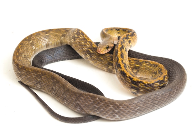 Premium Photo Black Copper Rat Snake On White Background