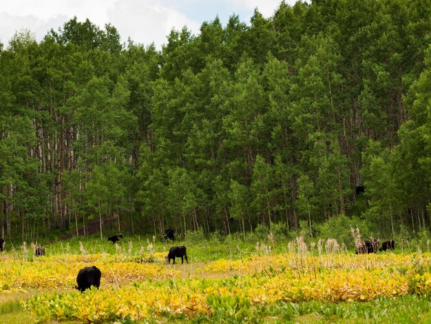 Premium Photo | Black cows grazing on the forest floor in kebler pass ...