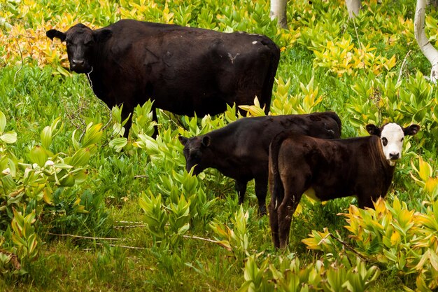 Premium Photo | Black cows grazing on the forest floor in kebler pass ...