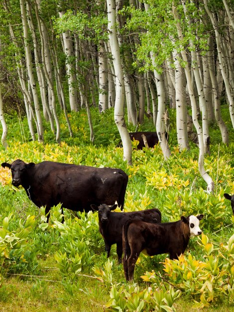 Premium Photo | Black cows grazing on the forest floor in kebler pass ...