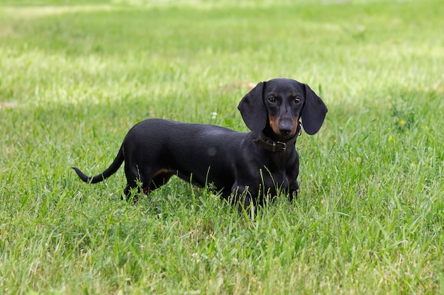 Premium Photo | Black dachshund dog standing on the greengrass