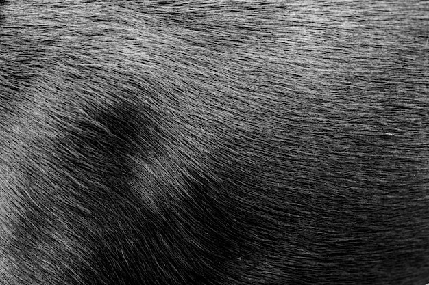 Black dog fur - texture | Premium Photo