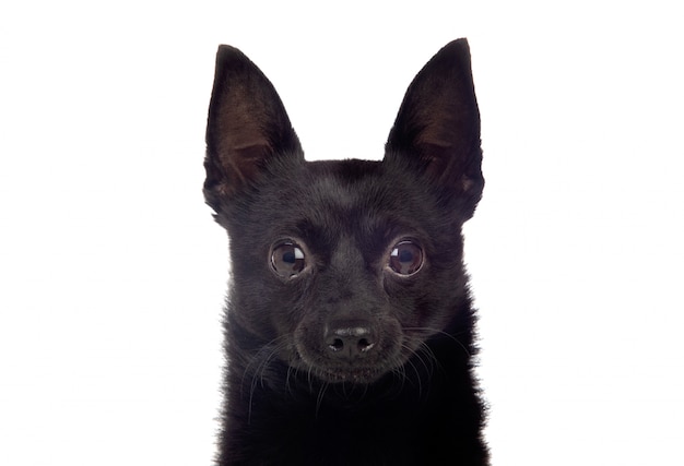 black chihuahua pomeranian mix