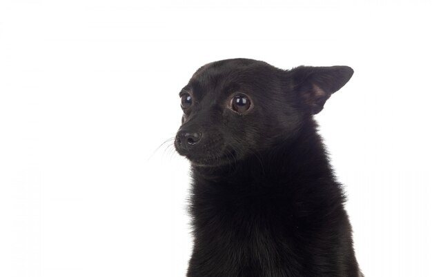 Premium Photo Black Dog Mix Of A Chihuahua And A Pomeranian Race