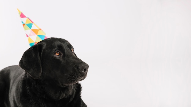 Free Photo | Black dog in party hat