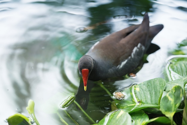 Premium Photo A Black Duck Is Floating In The Water Fauna Of The