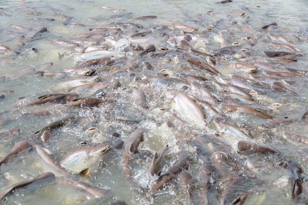 Premium Photo | Black ear catfish