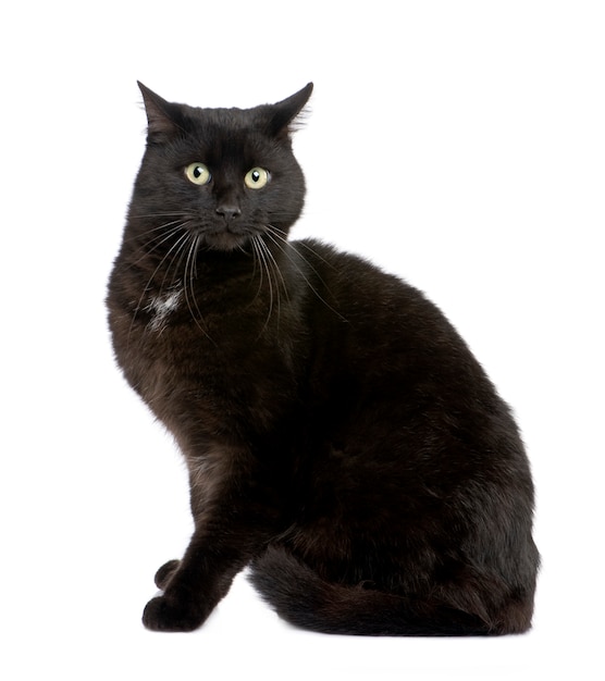 Black european shorthair cat 