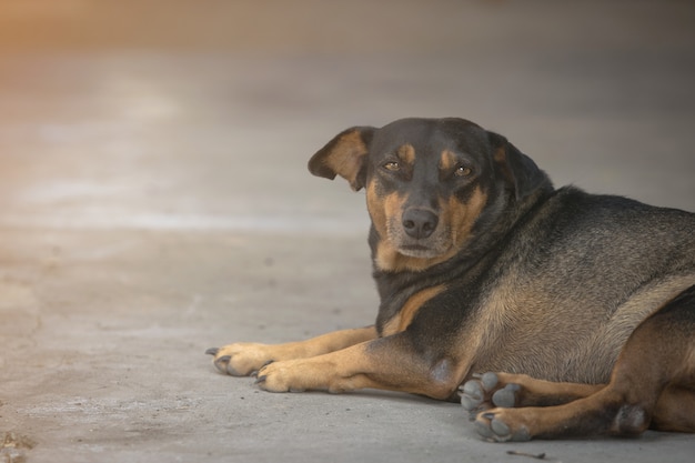 黒太った犬が床に横になった プレミアム写真