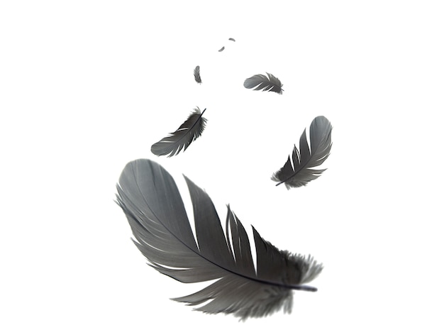 Premium Photo | Black feathers floating in the air. isolated on white ...