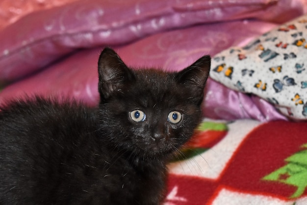 Premium Photo | Black fluffy kitten at home