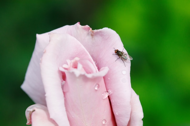 庭のピンクのバラの花のつぼみに黒いハエ プレミアム写真