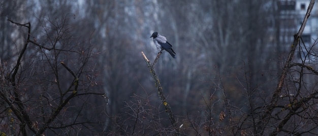 Free Photo Black And Grey Crow Sitting On A Tree Branch With A Forest And Buildings On The Blurry Background Free Photo Black And Grey Crow Sitting On A Tree Branch With A Forest And Buildings On The Blurry Background