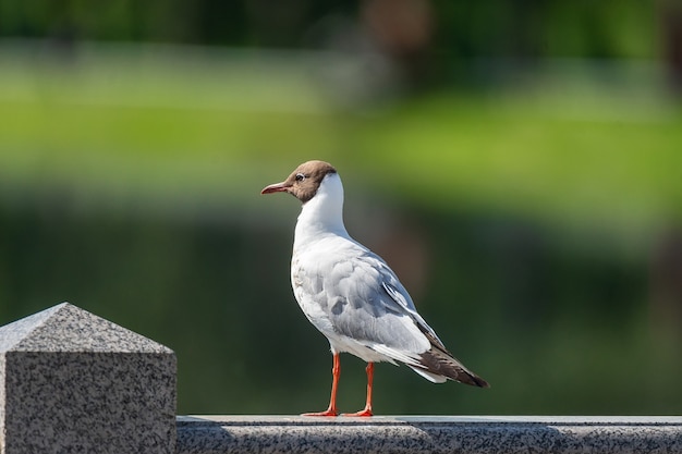 Premium Photo | The black-headed gull (chroicocephalus ridibundus ...