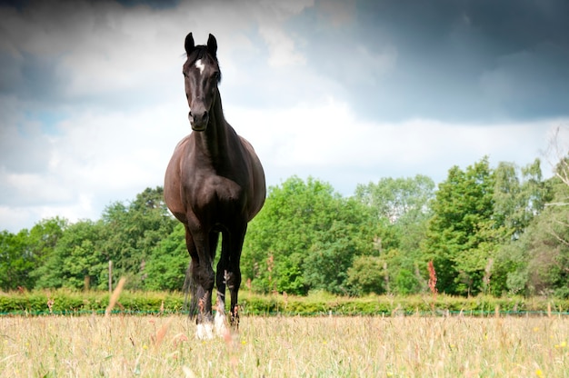 Premium Photo | Black horse in a field