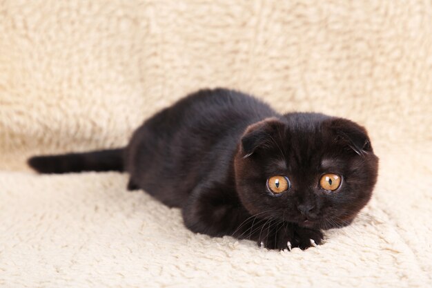 黒い瞳の黒い子猫ブリティッシュショートヘア プレミアム写真