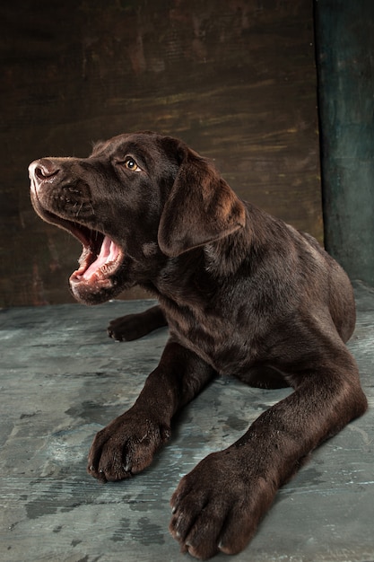 無料の写真 暗い背景に黒のラブラドール犬