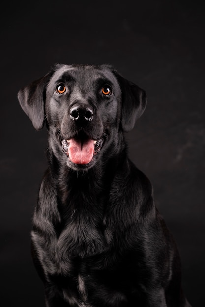舌が突き出たオレンジ色の目を持つ黒いラブラドール犬 プレミアム写真