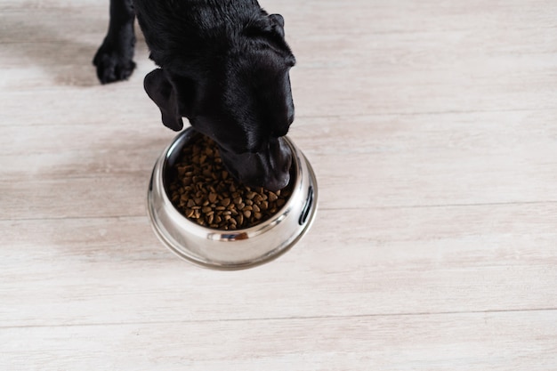 Premium Photo | Black labrador at home eating his food in a bowl