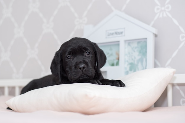 Black Labrador Puppy Playing On The Bed Stock Image   Image Of Border