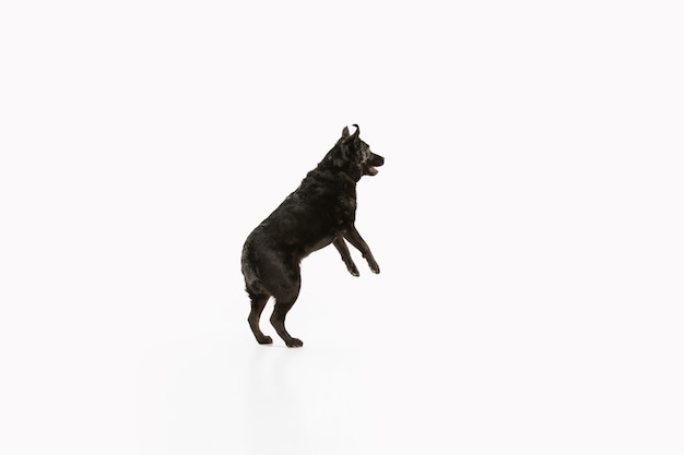 楽しんでいる黒いラブラドールレトリバー かわいい遊び心のある犬や純血種のペットは 白で隔離された遊び心とかわいいに見えます 無料の写真