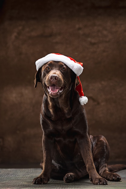 Free Photo | The black labrador retriever sitting with gifts on ...