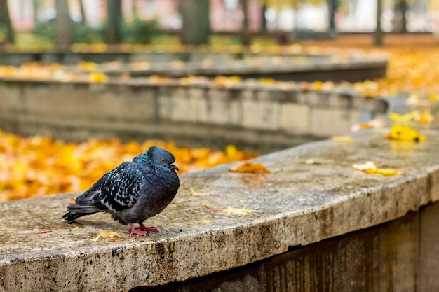 公園の黄色の葉に黒い孤独な鳩 シティパークの寒い秋の日 プレミアム写真
