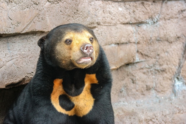 Premium Photo | A black malayan sun bear or honey bear on rock cliff ...