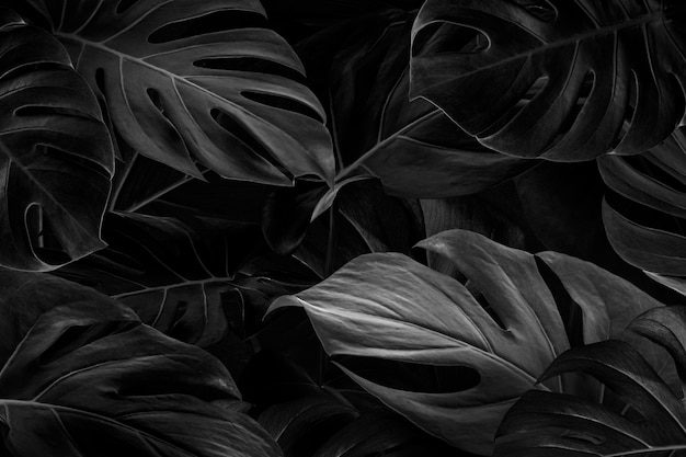 黒のモンステラの葉の背景の壁紙 無料の写真