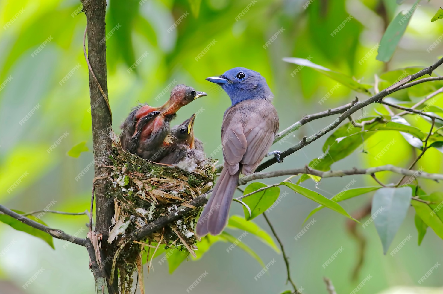 Premium Photo | Black-naped monarch hypothymis azurea beautiful female ...