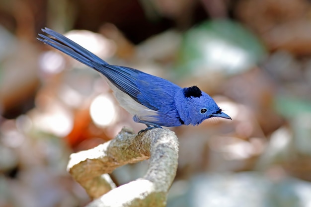 Premium Photo | Black-naped monarch hypothymis azurea beautiful male ...