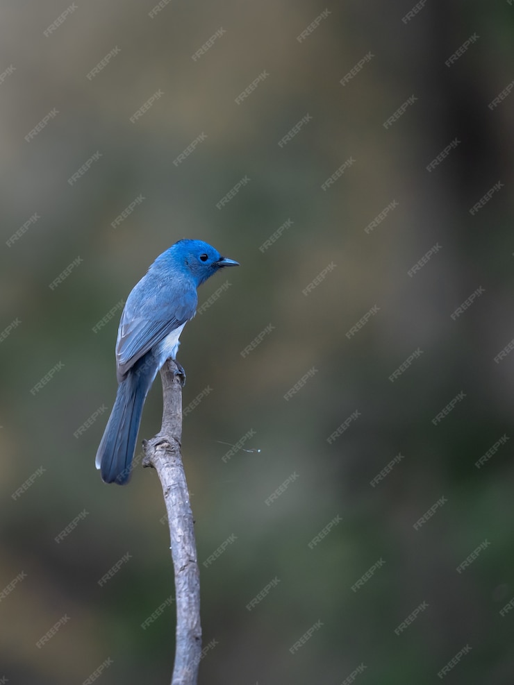 Free Photo | Black naped monarch, hypothymis azurea