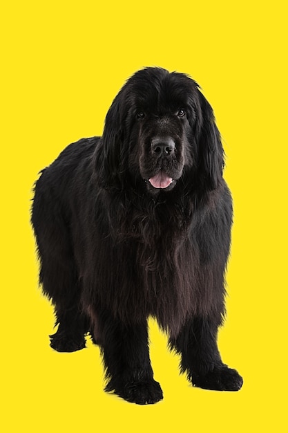 Download Newfoundland Dog Images Free Vectors Stock Photos Psd PSD Mockup Templates