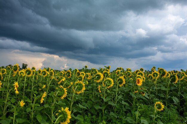 Premium Photo | Black rain clouds over a field of sunflowers