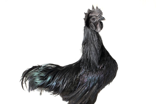 Premium Photo Black Rooster Ayam Cemani Chicken On White Isolated