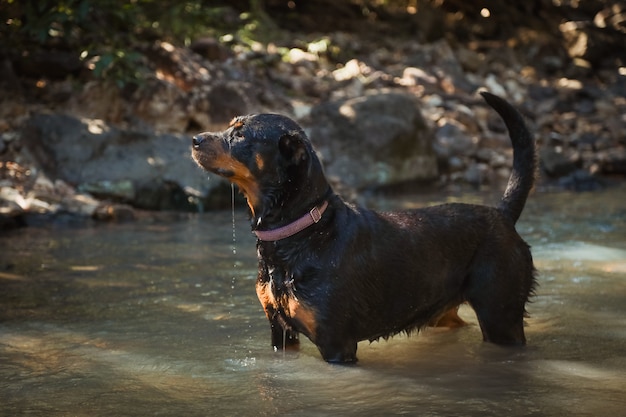 Black rottweiler in a lake surrounded by greenery under sunlight with a blurry background Free Photo