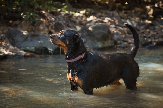 Inteligência e obediência do Rottweiler