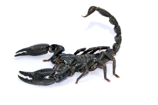 Premium Photo | Black scorpion isolated on white background;poisonous