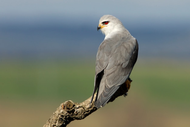 Premium Photo Black Shouldered Kite With The First Lights Of The Day Kie Hawk Falcon Bird 