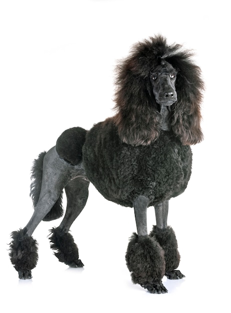 Premium Photo | Black standard poodle