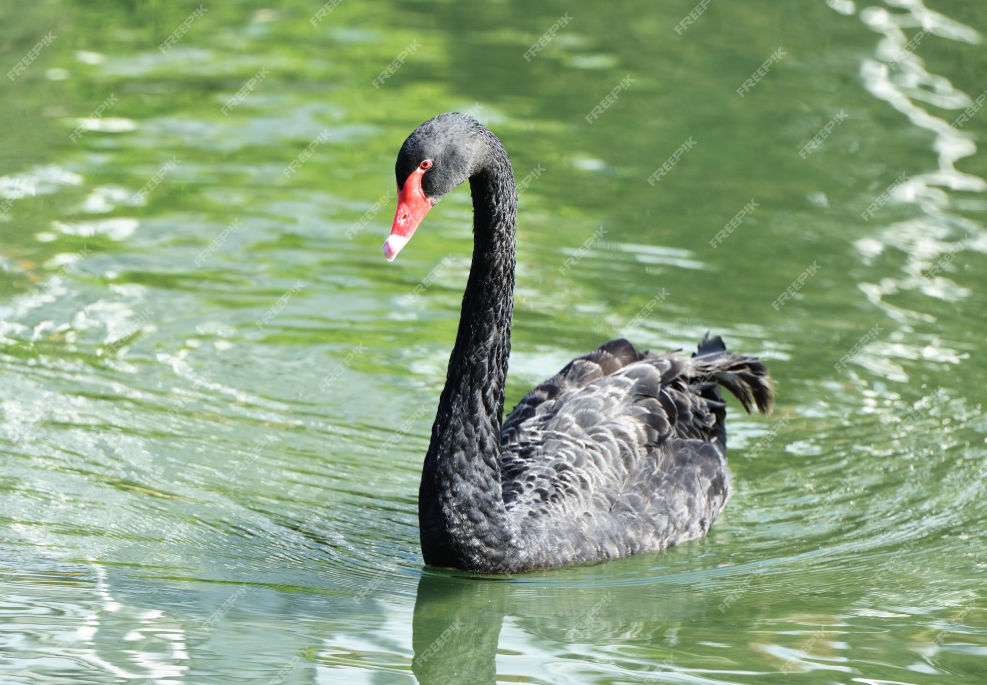 Premium Photo | Black swan in the lake