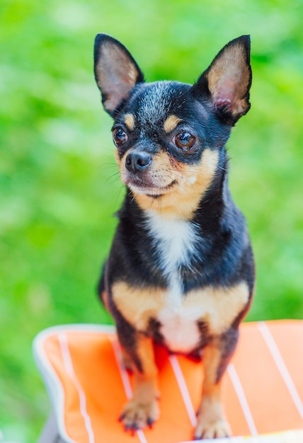 Premium Photo A Black And Tan Chihuahua Dog Standing Outdoors And Staring Focus On Dog S Face Dog