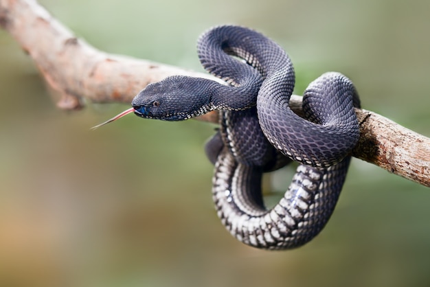 Premium Photo | Black viper trimeresurus purpureomaculatus manggrove ...