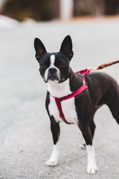 Free Photo | Black and white boston terrier with red and black leash