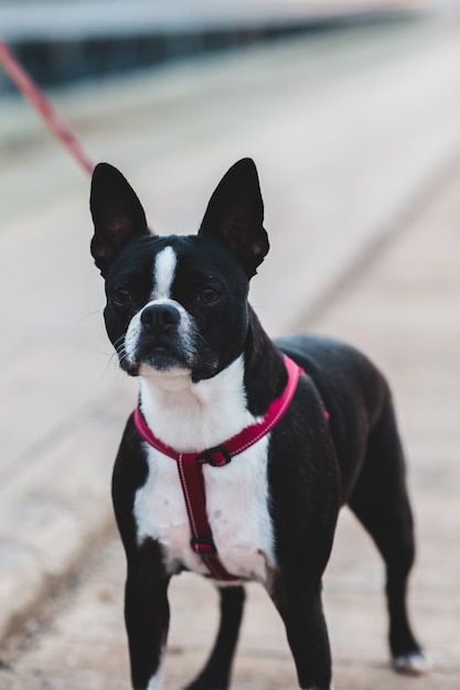 Free Photo | Black and white boston terrier