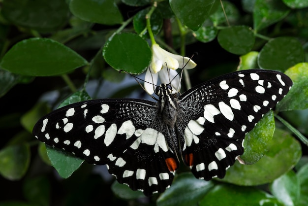 black and white butterfly with half wing flowers