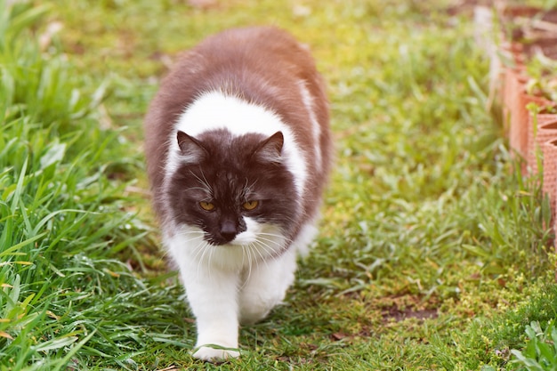 Free Photo Black And White Cat In The Garden