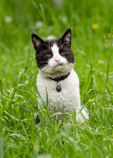 Premium Photo | Black and white cat on grass