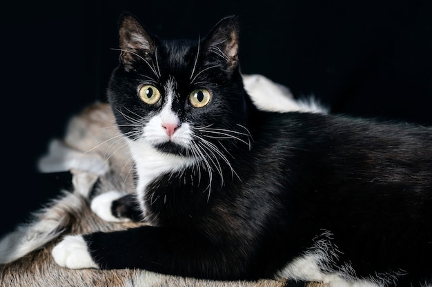 Premium Photo | A black and white cat with a surprised look on a fur rug.